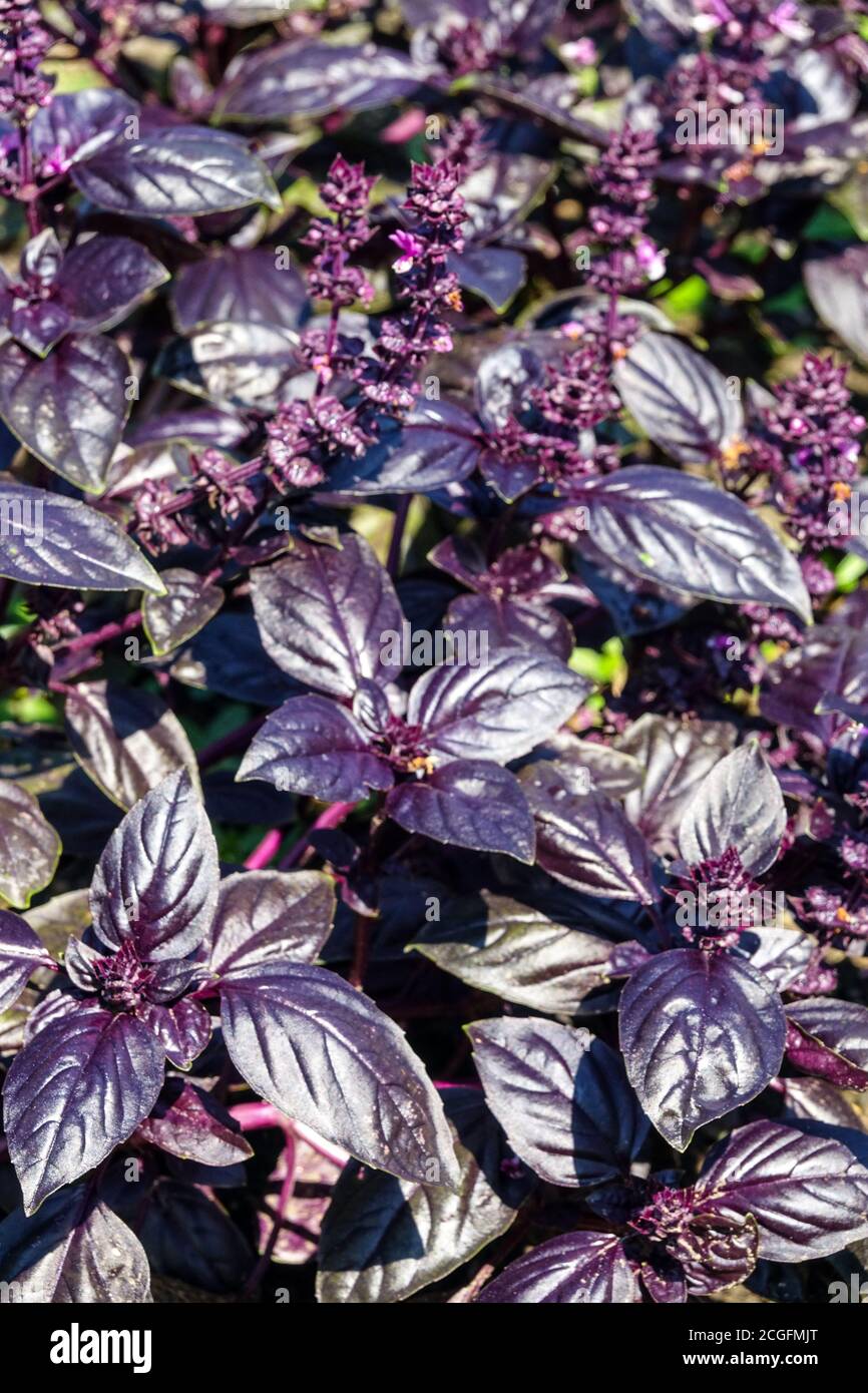 Planta de albahaca púrpura jardín, hierbas culinarias hojas hierbas jardín albahaca Foto de stock