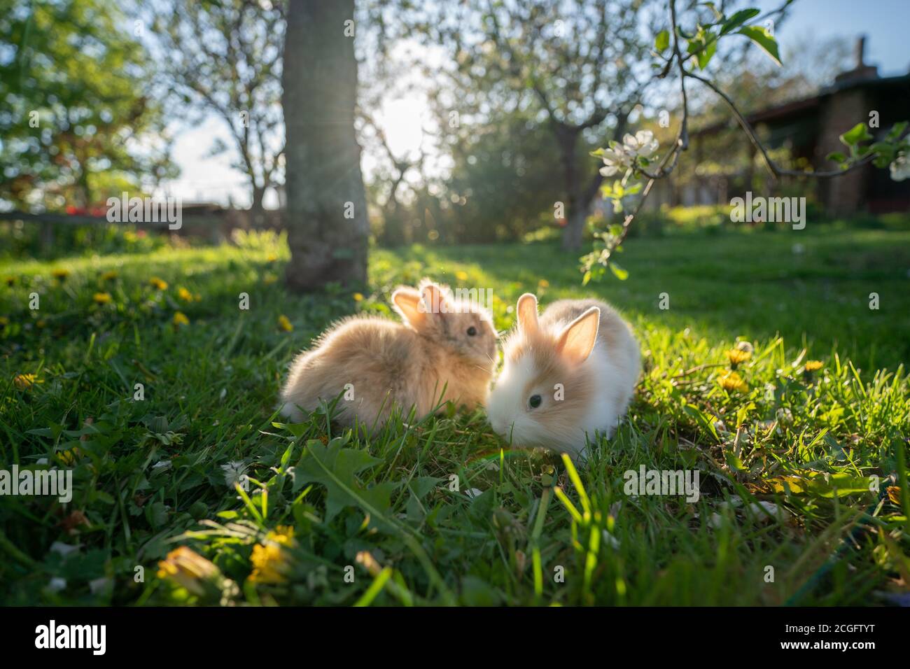Dos conejos en el jardín. Mascotas esponjosas Foto de stock