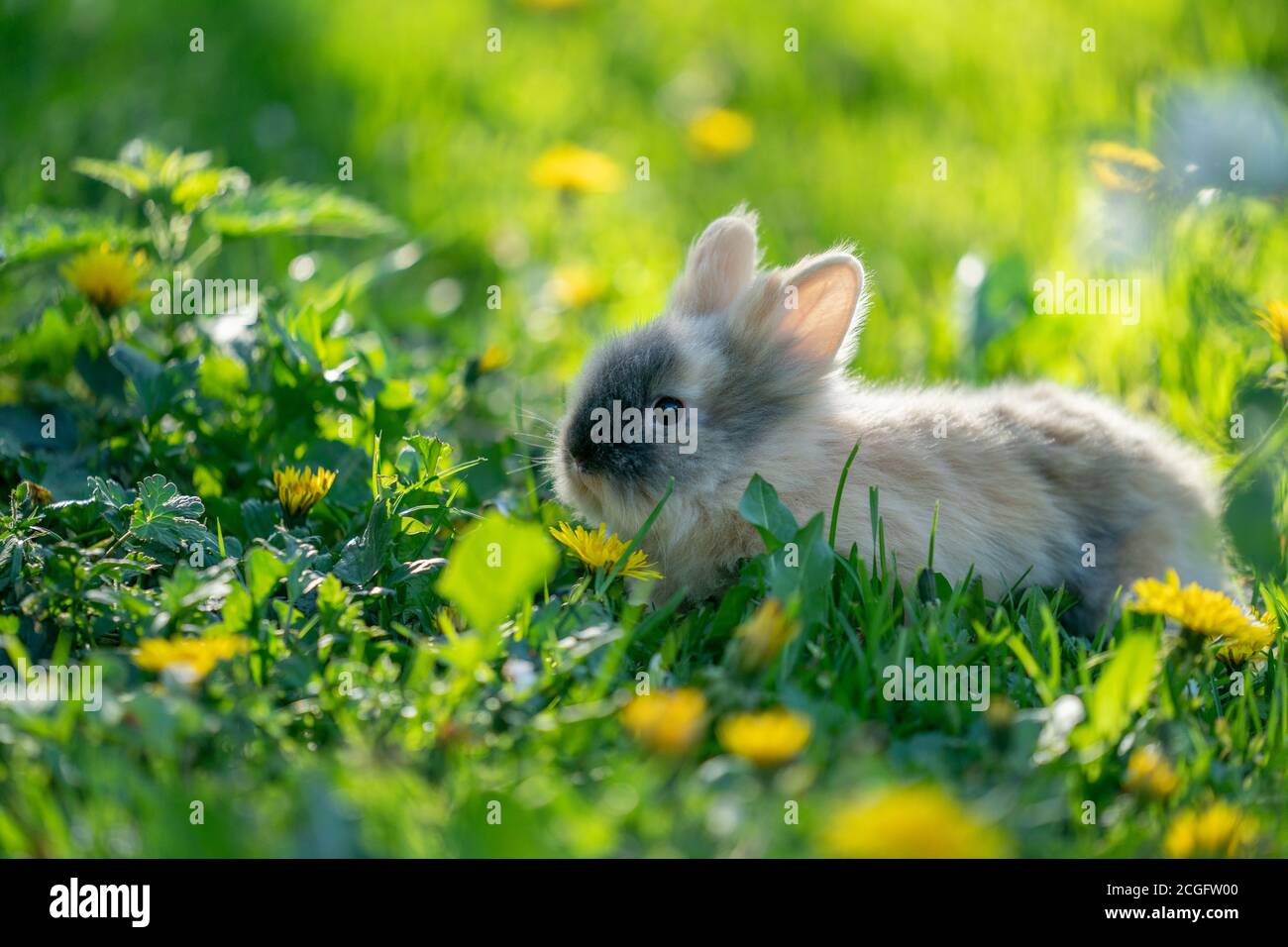 Conejo bebé en la hierba verde. Adorable mascota Foto de stock