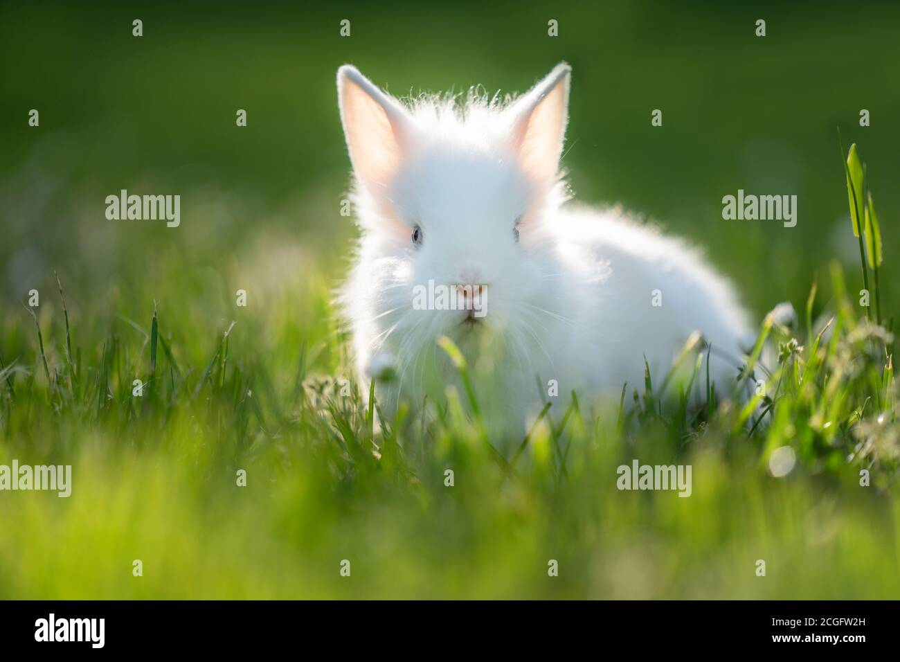 Conejo blanco permaneciendo en la hierba verde. Foto de stock