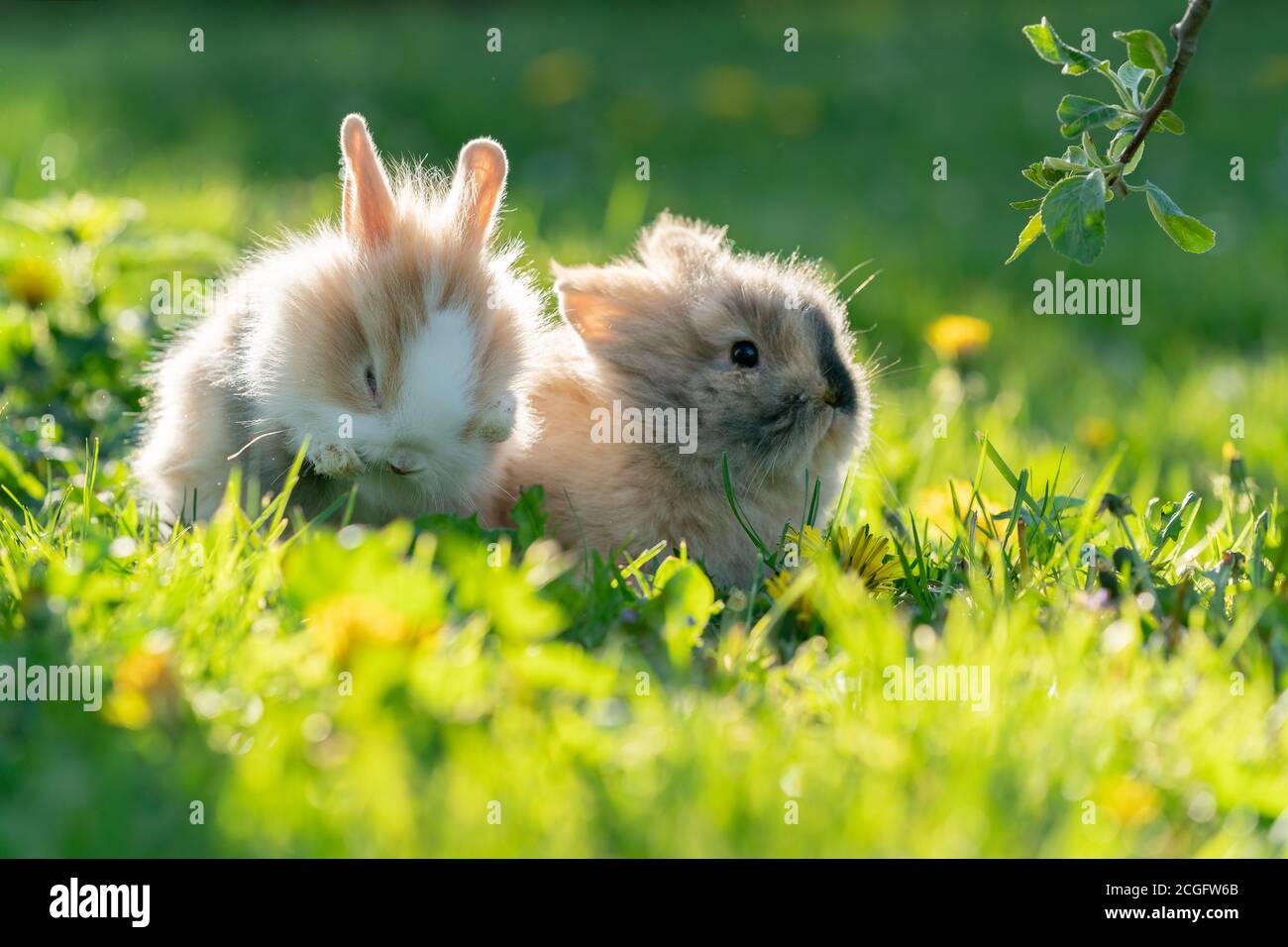 Dos adorables conejos de bebé en la hierba verde cerca de la rama con hojas. Foto de stock