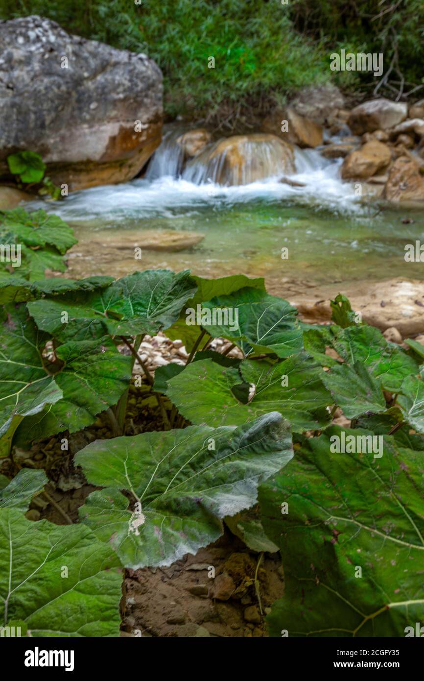 El butterbur, una planta medicinal que crece a lo largo de las orillas del torrente Garrafo Foto de stock