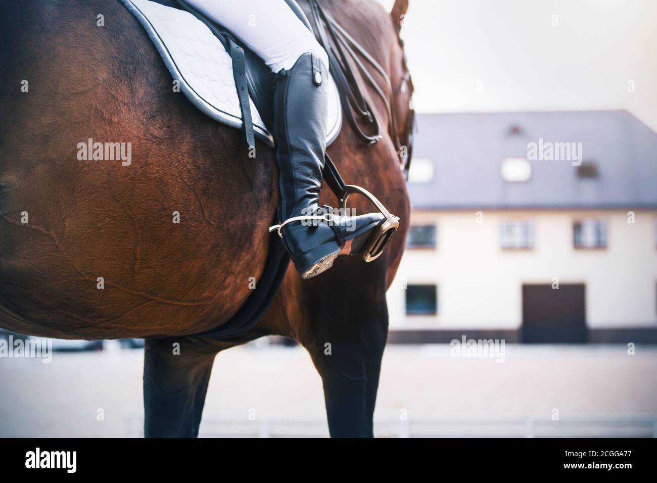 Contra el fondo del establo, un jinete en botas negras con espuradas monta un caballo de carreras de deportes de la bahía. Estribo. Equipamiento deportivo ecuestre. Foto de stock