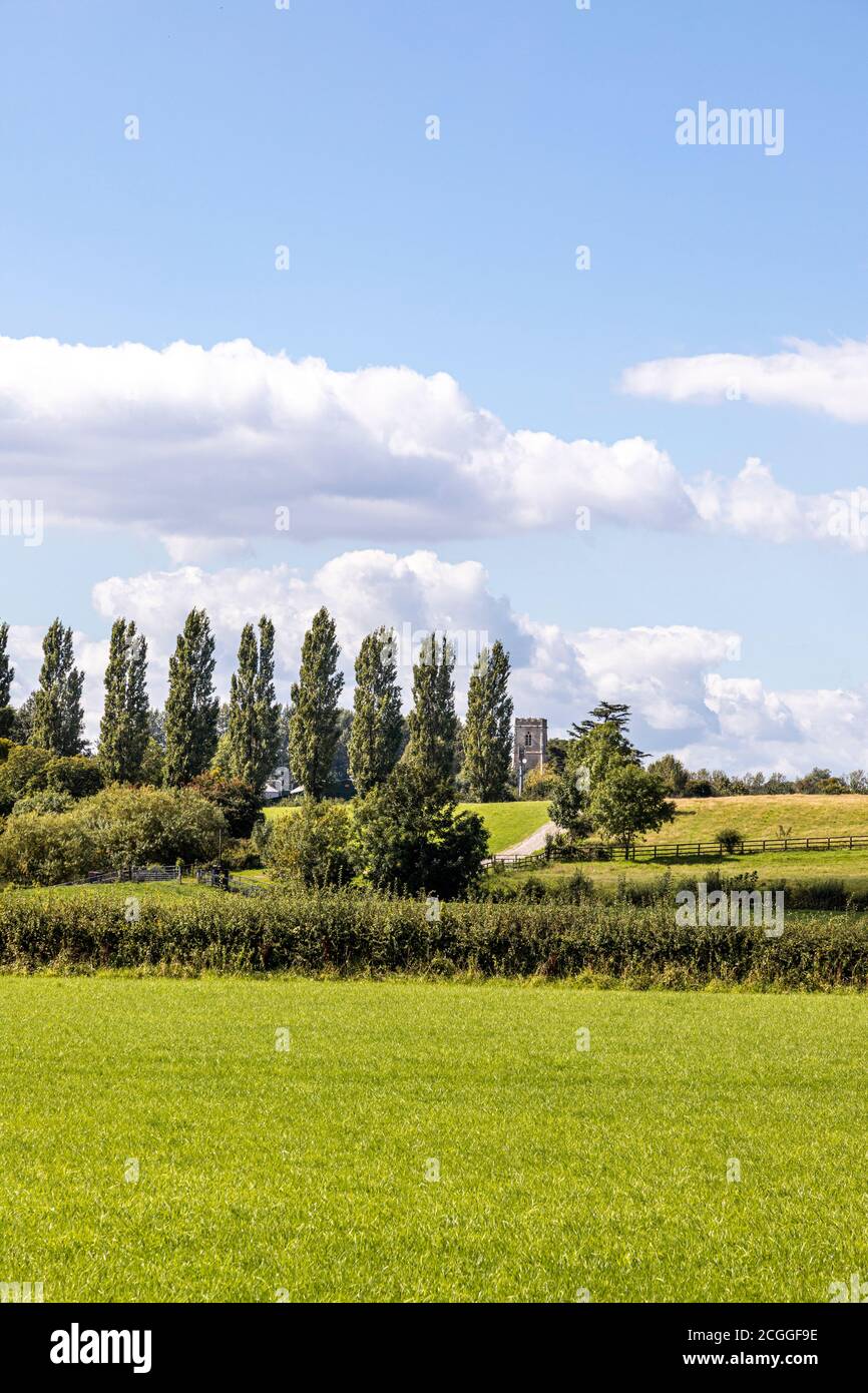Una hilera de álamos y la torre de la iglesia en el pueblo Severn Vale de Maisemore, Gloucestershire, Reino Unido Foto de stock