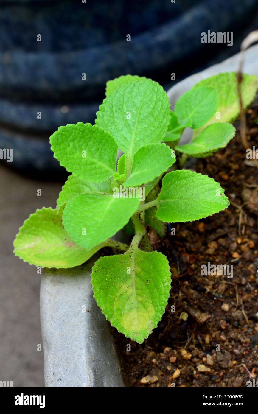 Planta de karpooravalli fotografías e imágenes de alta resolución Alamy