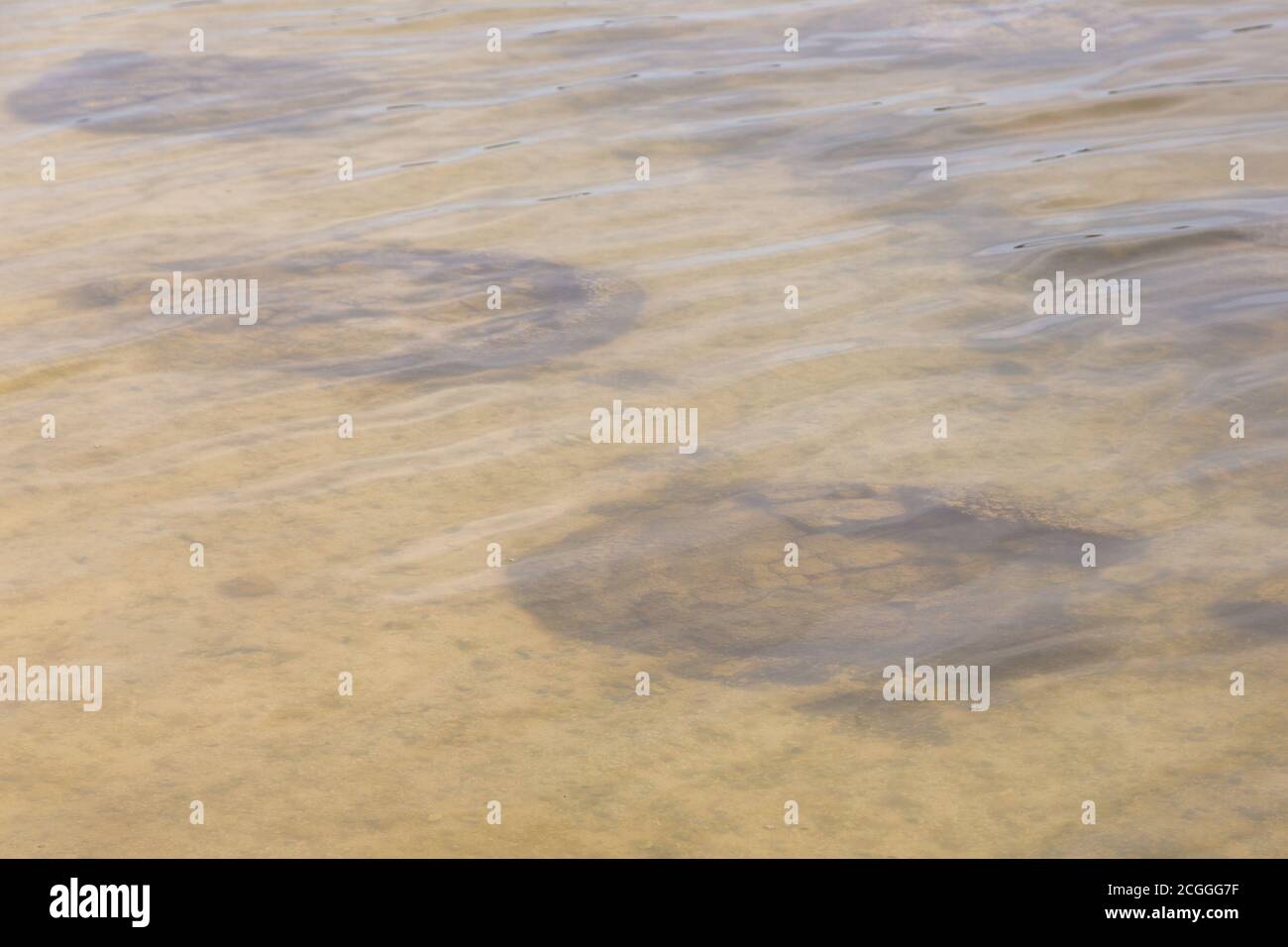 Stromatolito En El Lago Thetis, Cervantes, Australia Occidental Foto de stock