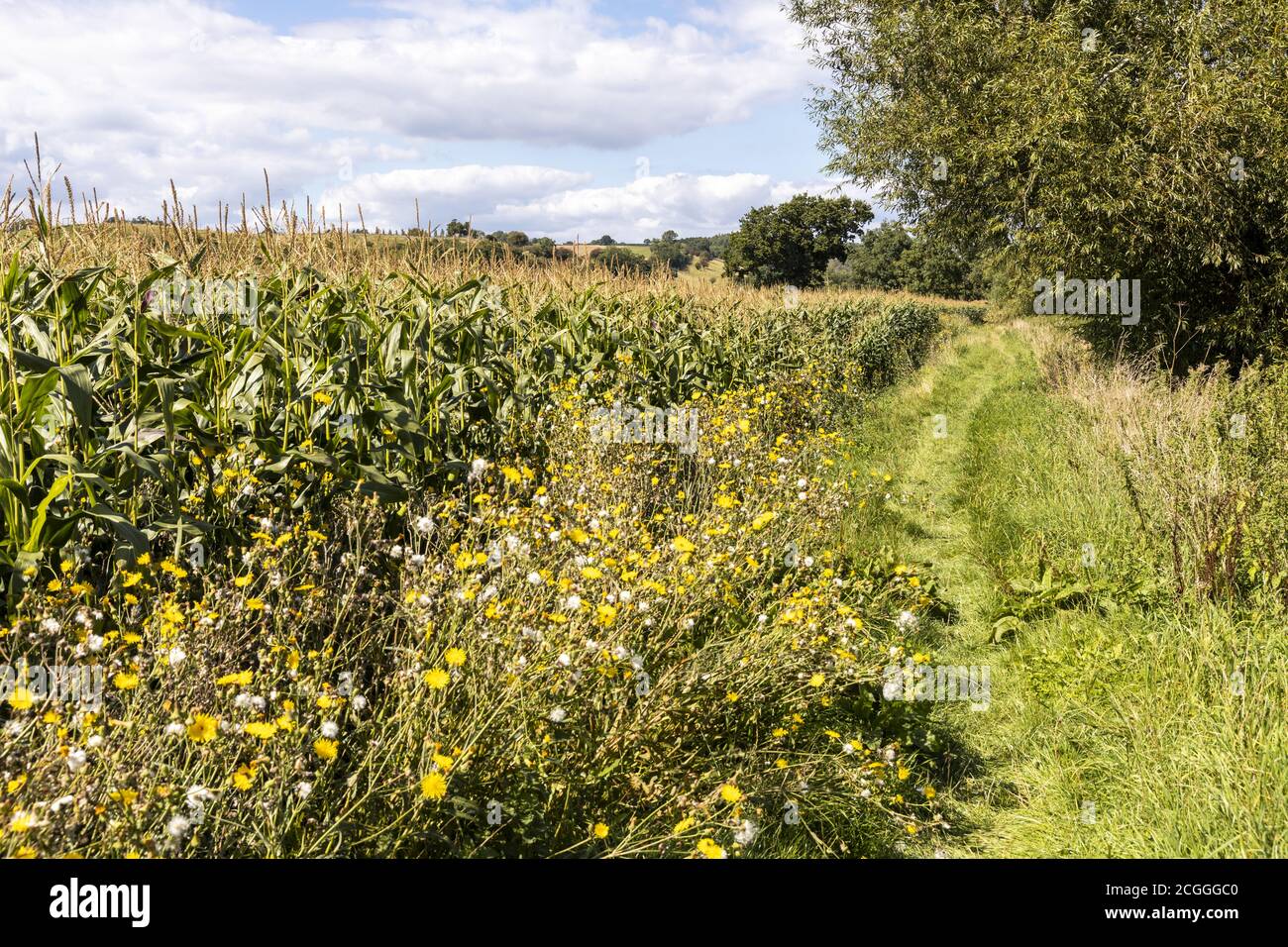 Un sendero entre un campo de maíz y el río Severn cerca de la aldea Severn Vale de Maisemore, Gloucestershire, Reino Unido Foto de stock