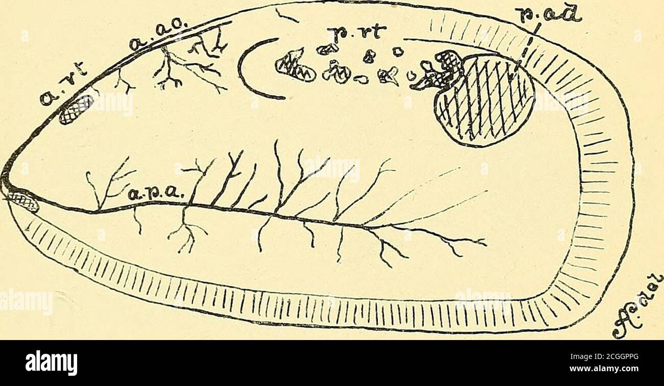 . La anatomía de los mejillones comunes (Mytilus, latus, edulis y magnellanicus). Fig. 29.M. latas. T90I-5, a.CLcl-. Figura, <5Q. H.M&gellanicies. rf Foto de stock