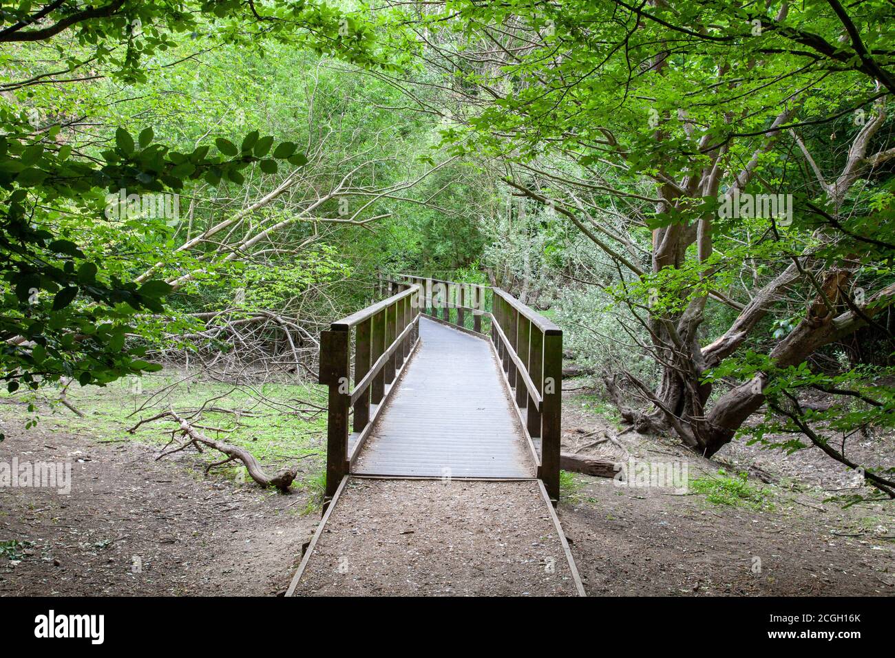 Puente que conduce a bosques húmedos, Coldfall Wood, Londres Foto de stock