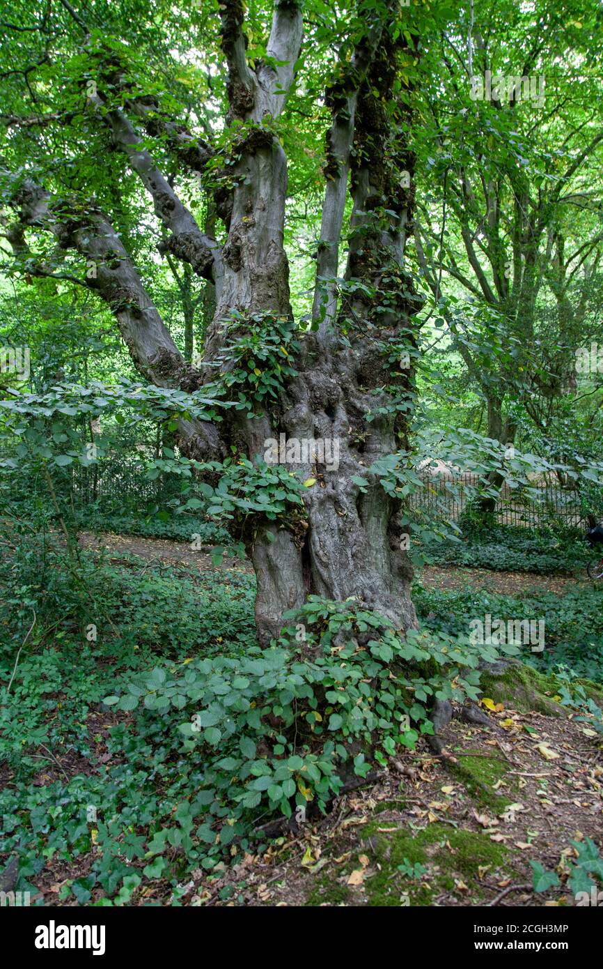 Carpinus beam (Carpinus betulus), árbol fronterizo, Queen's Wood, Londres Foto de stock