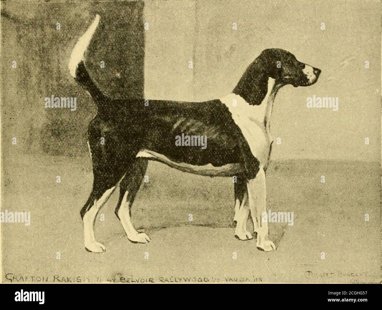El foxdog del siglo XX : la cría y el trabajo de las perreras de Inglaterra  . el perro ribbeddog más profundo visto en las banderas de Belvoir ; el Rev.