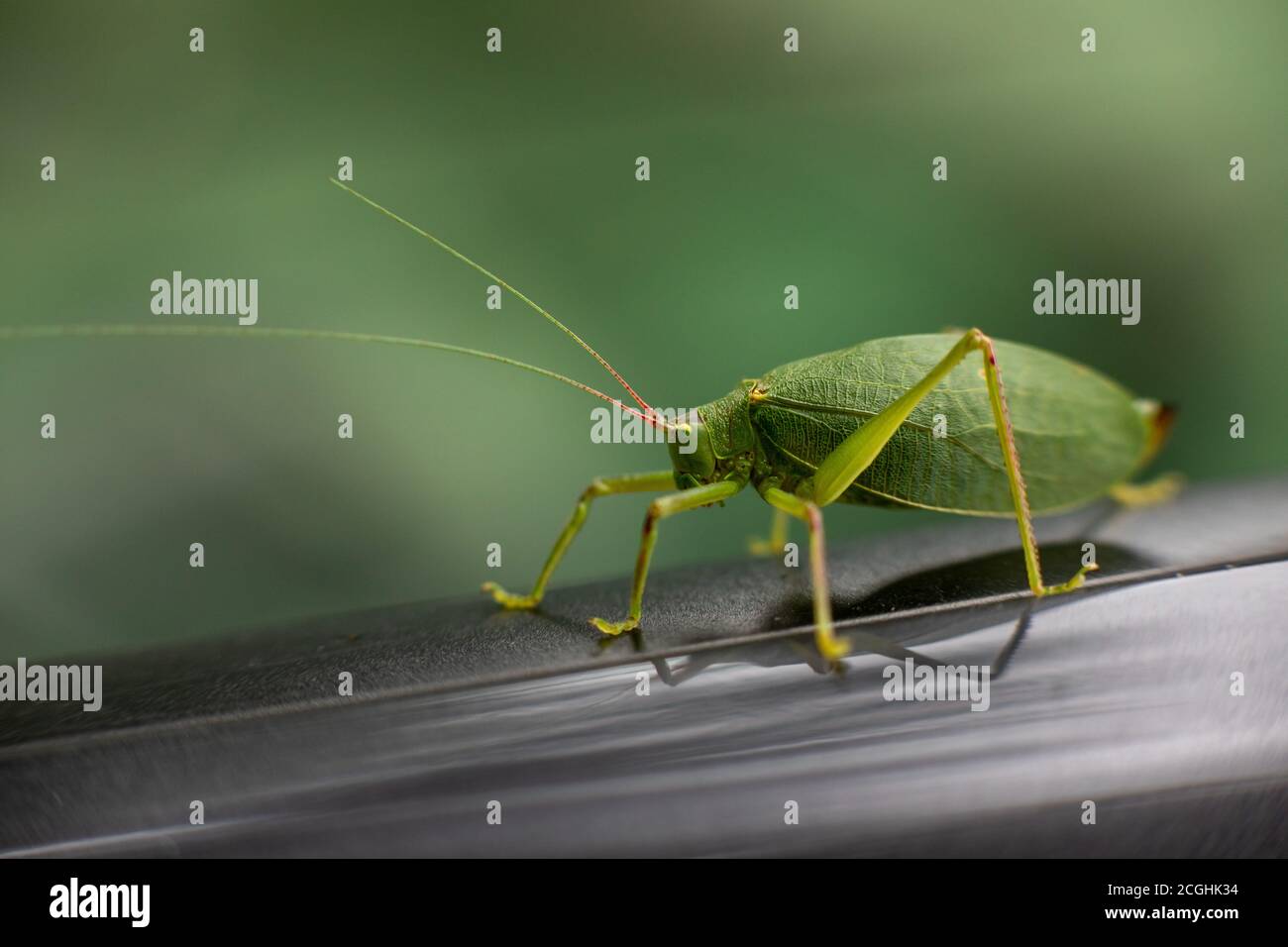Tettigonia también conocido como cricket de monte o katydid, Estado de Nueva York, EE.UU Foto de stock