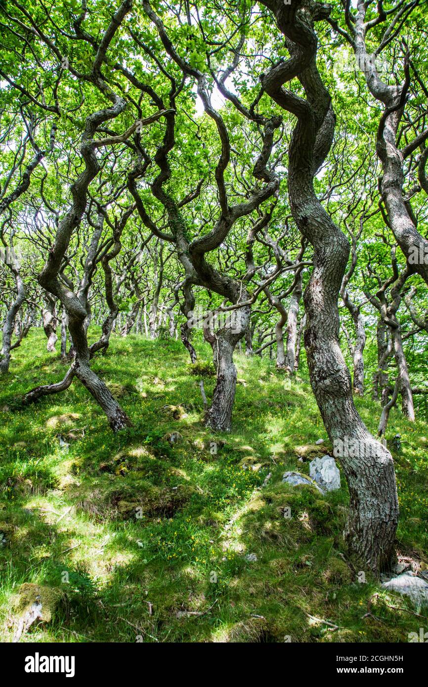 Robles sésiles en el bosque en el Parque Nacional Exmoor, Devon. Foto de stock