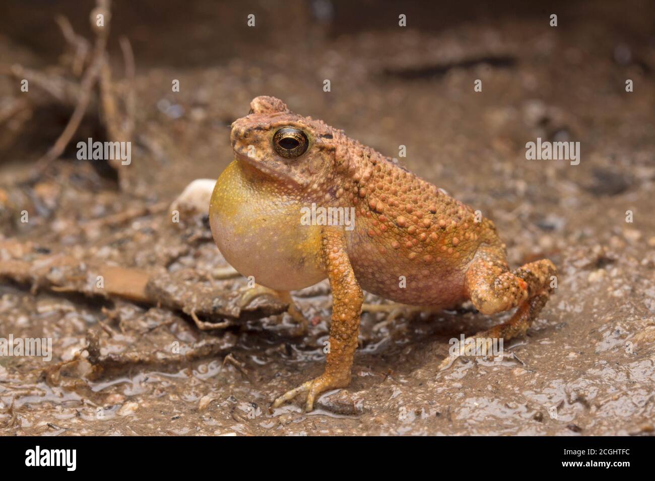 Corriente menor Toad, Ingerophrynus parvus Foto de stock