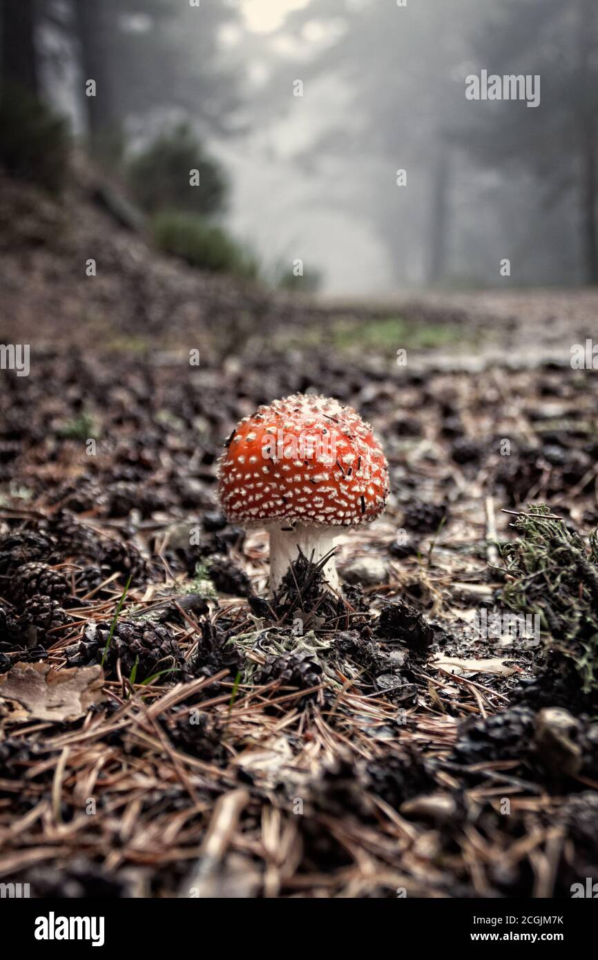 Amanita Muscaria en el pinar rodeado de helechos, Parque Nacional Sierra de Guadarrama. En Madrid y Segovia, España Foto de stock
