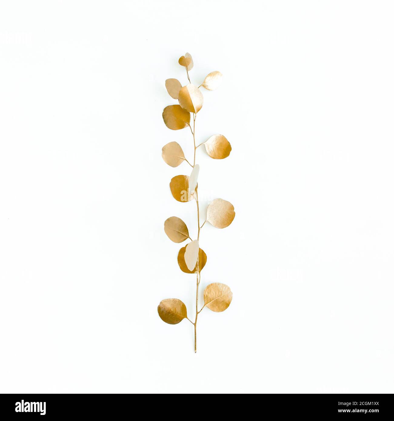 Hojas de oro de eucalipto sobre fondo blanco. Concepto mínimo. Plano, vista superior Fotografía