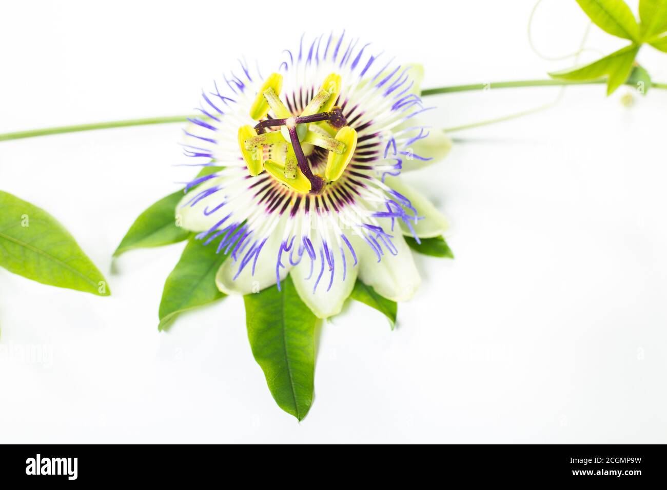 Flor de la pasión (Passiflora encarnata). Las hojas y los tallos son sedantes. La pasionflor púrpura aislada sobre fondo blanco Foto de stock