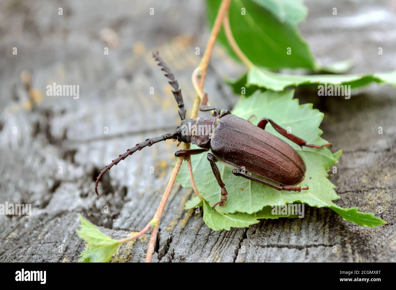 Prionus coriarius. Un gran escarabajo de barbel en su hábitat natural. Fauna de Ucrania. Profundidad de campo poco profunda, primer plano. Foto de stock