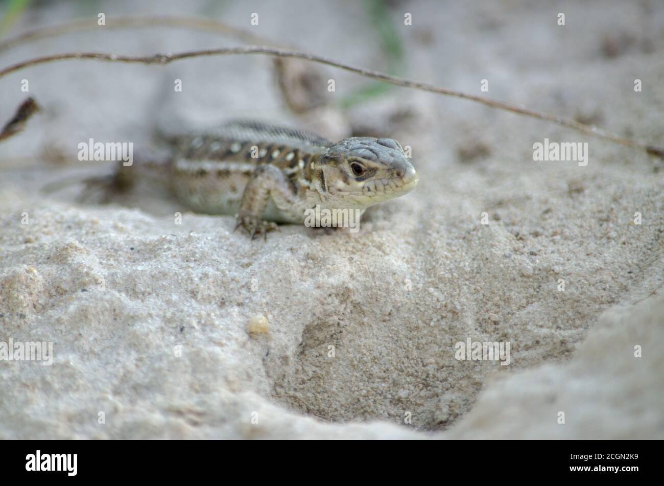 Lagarto de arena en su hábitat natural. Fauna de Ucrania. Profundidad de campo poco profunda, primer plano. Foto de stock
