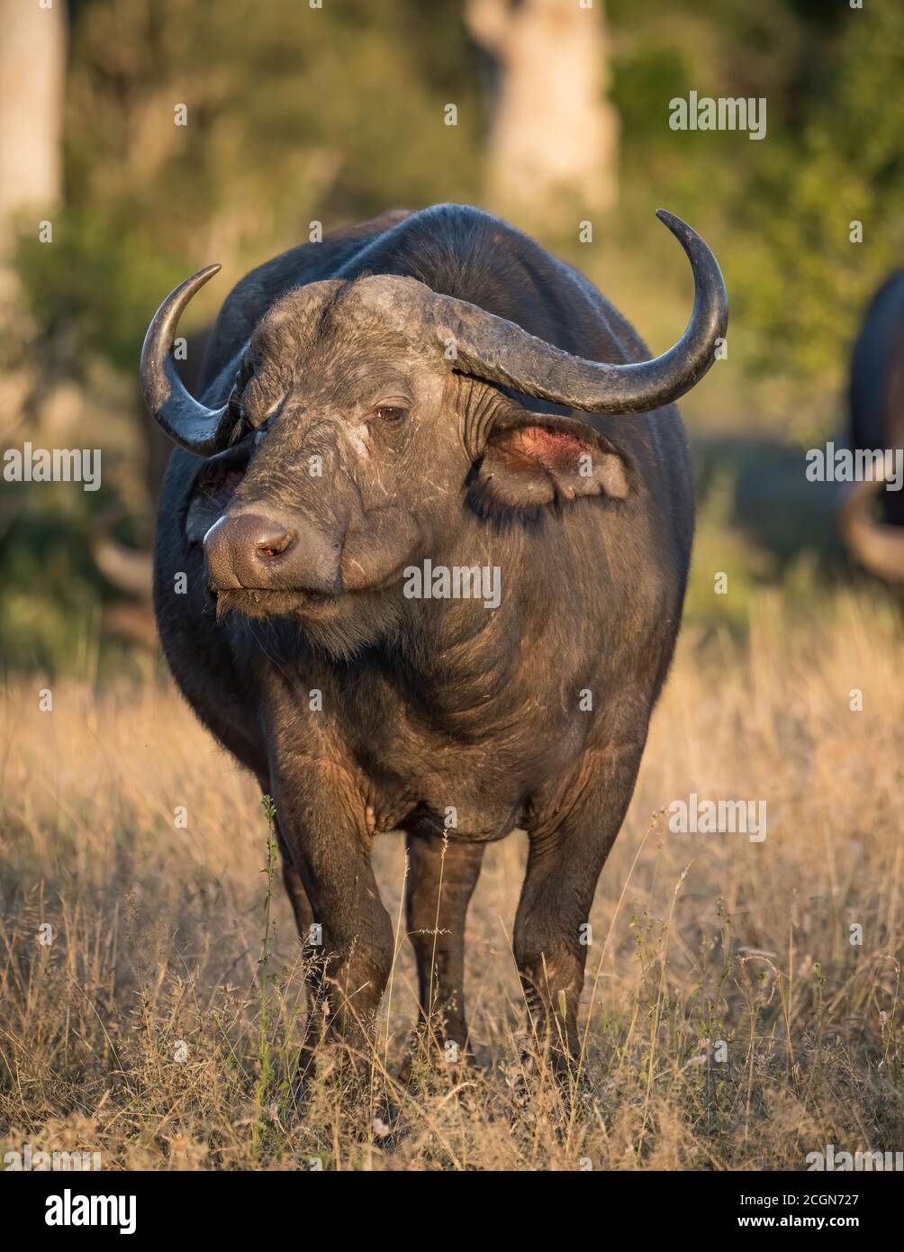 Búfalo de cabo en la naturaleza en la Reserva Maasai Mara en Kenia. Foto de stock