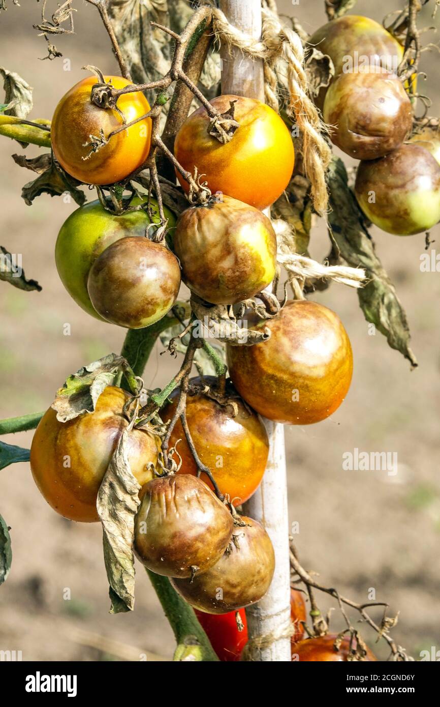 La enfermedad del tomate se conoce como tizón tardío o tizón de papa. Tomates inmaduros infectados con la tizón Phytophthora infestans mildiu Foto de stock