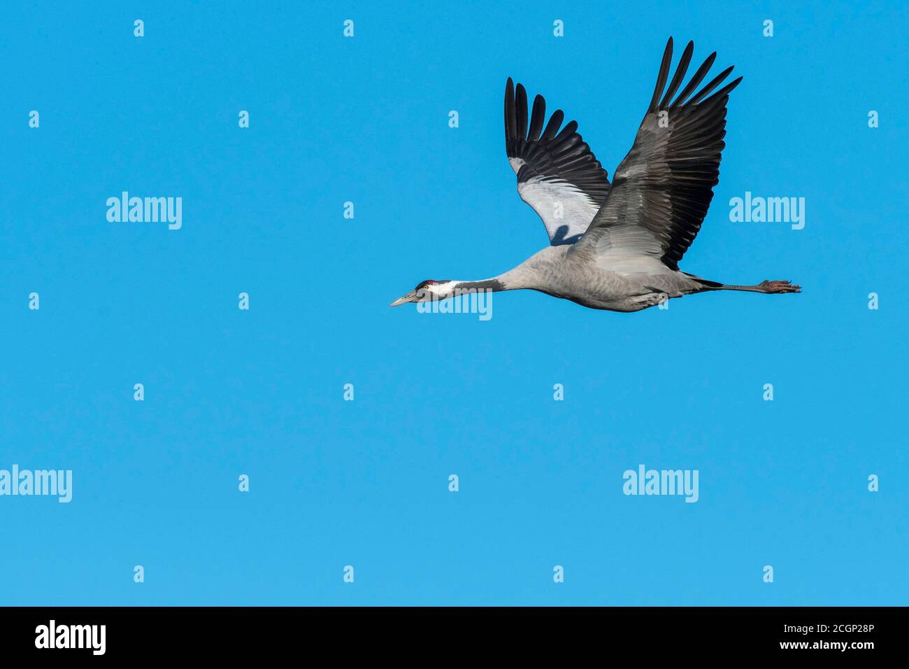 Grúa común (grus grus) volando delante del cielo azul, ave migratoria, Vaestergoetland, Suecia Foto de stock