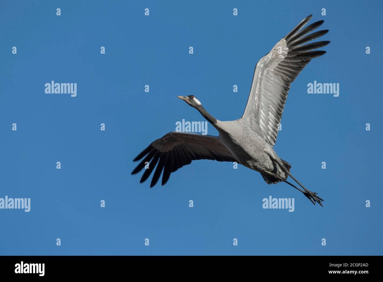 01  (grus grus) volando delante del cielo azul, ave migratoria, Vaestergoetland, Suecia Foto de stock