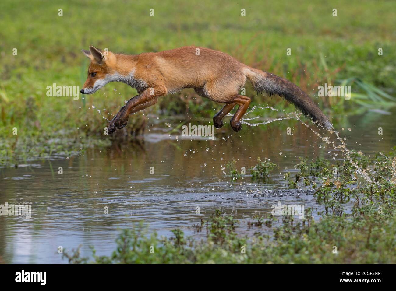 Zorro rojo (vulpes vulpes), zorro joven salta sobre un cuerpo de agua, Salto, Acción, Holanda Foto de stock