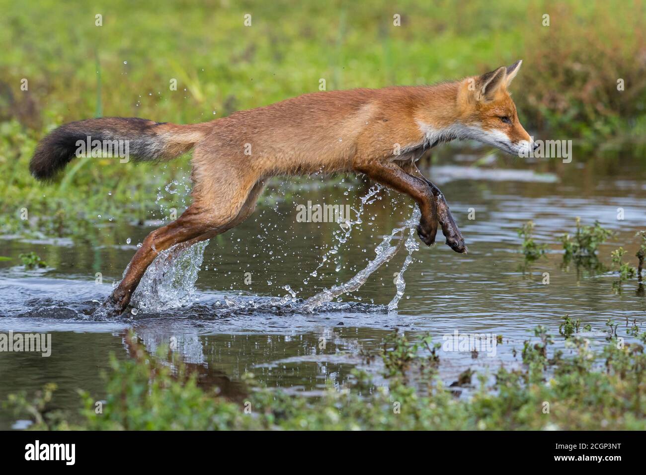 Zorro rojo (vulpes vulpes), zorro joven salta sobre un cuerpo de agua, Salto, Acción, Holanda Foto de stock