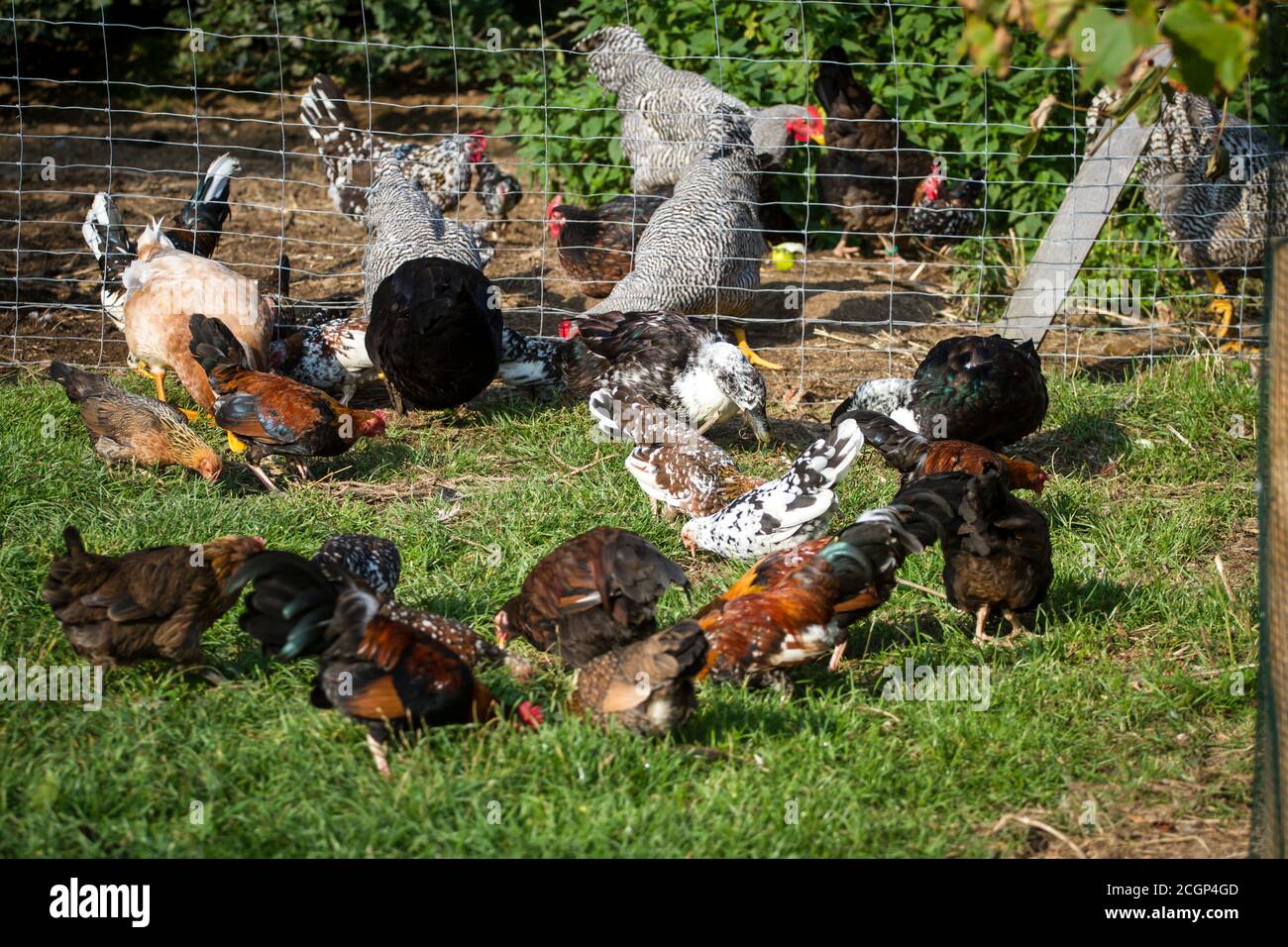 Aves de corral (pollos y patos) en una granja orgánica Foto de stock