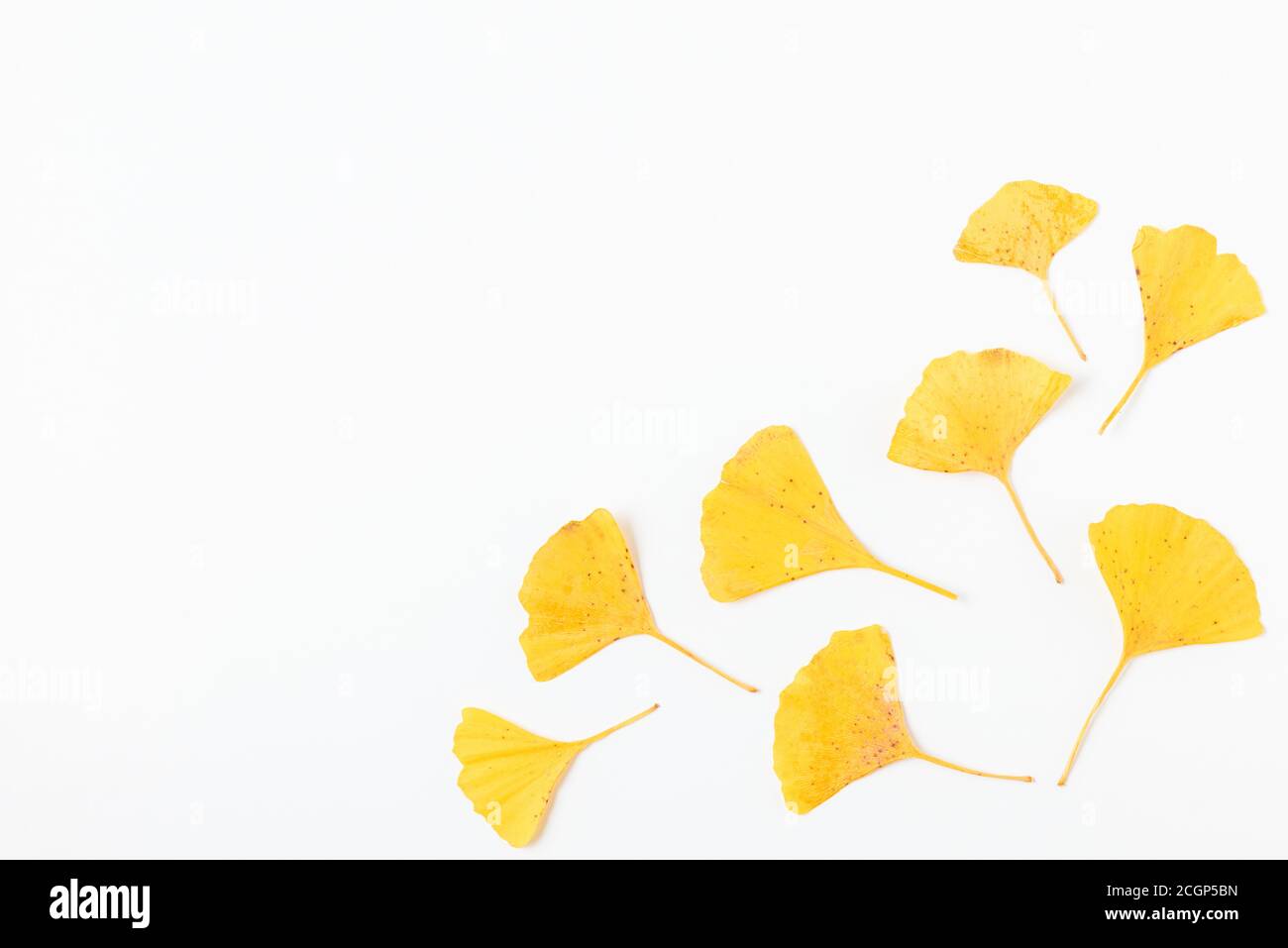 Hojas amarillas otoñales de Gingko biloba aisladas sobre fondo blanco. Composición otoñal. Plano. Vista superior con espacio de copia Foto de stock