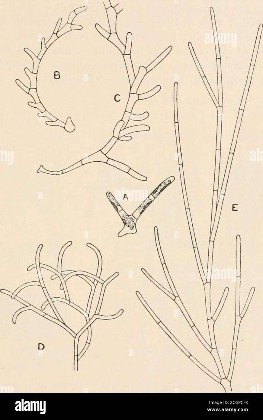 Algae Vol I Myxophyceae Peridinieae Bacillarieae Chlorophyceae Junto Con Un Breve Resumen De La Aparicion Y
