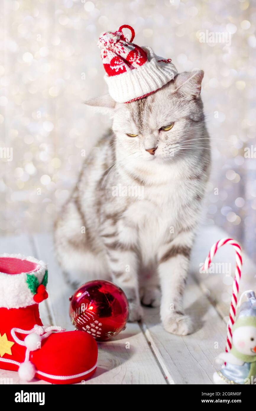 Divertido gato de Navidad con sombrero de santa en la cabeza y Navidad  juguetes Fotografía de stock - Alamy