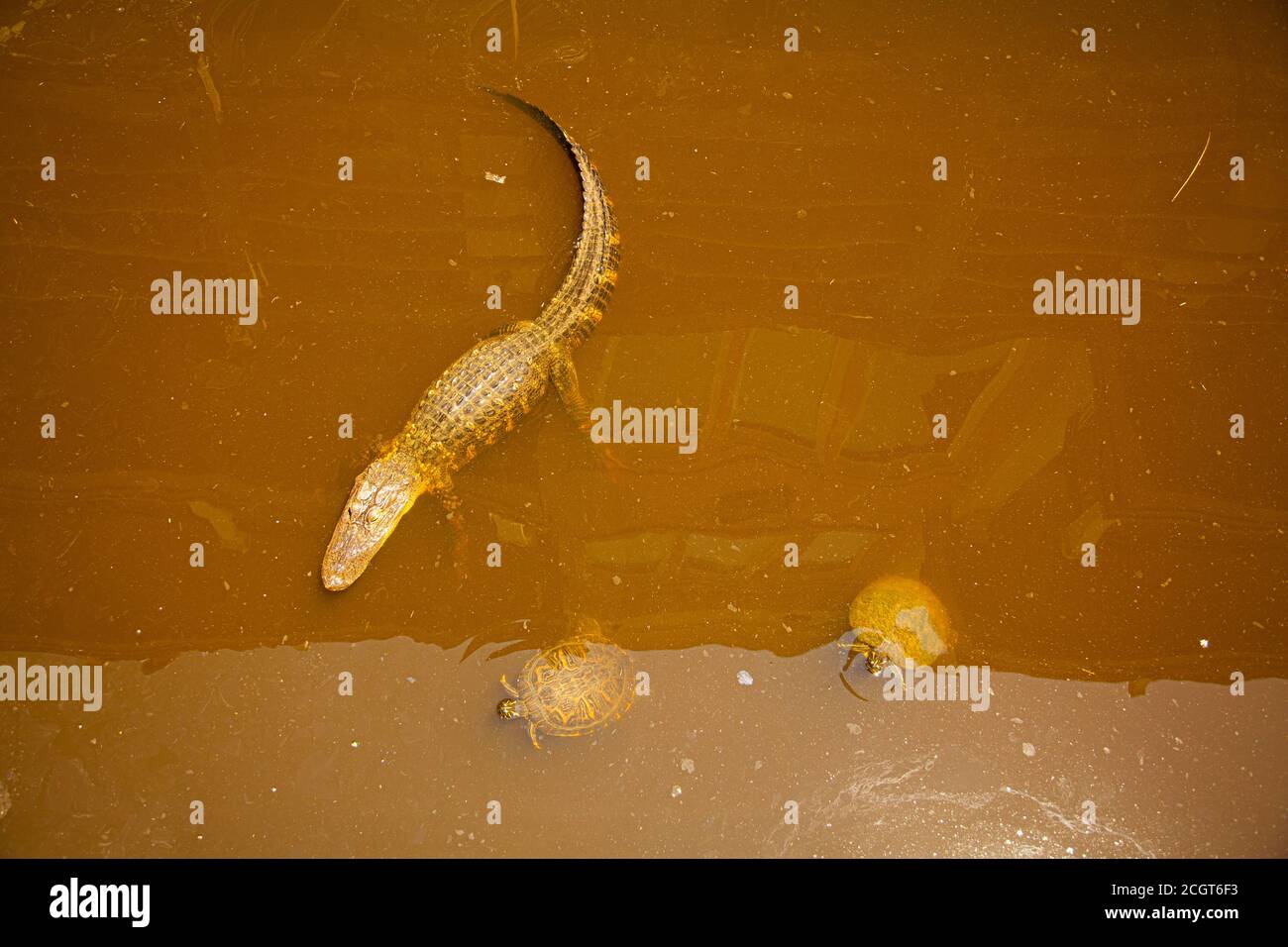 Destrucción del hábitat fotografías e imágenes de alta resolución Alamy