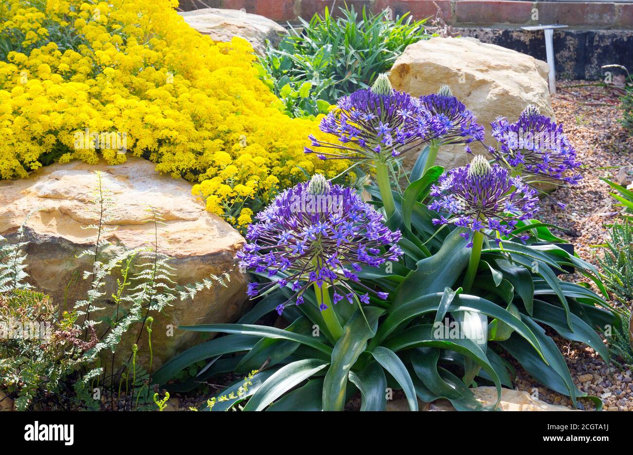 Flores de Agapanthus de colores brillantes en plena floración, plantadas en  una bonita roca alpina Fotografía de stock - Alamy