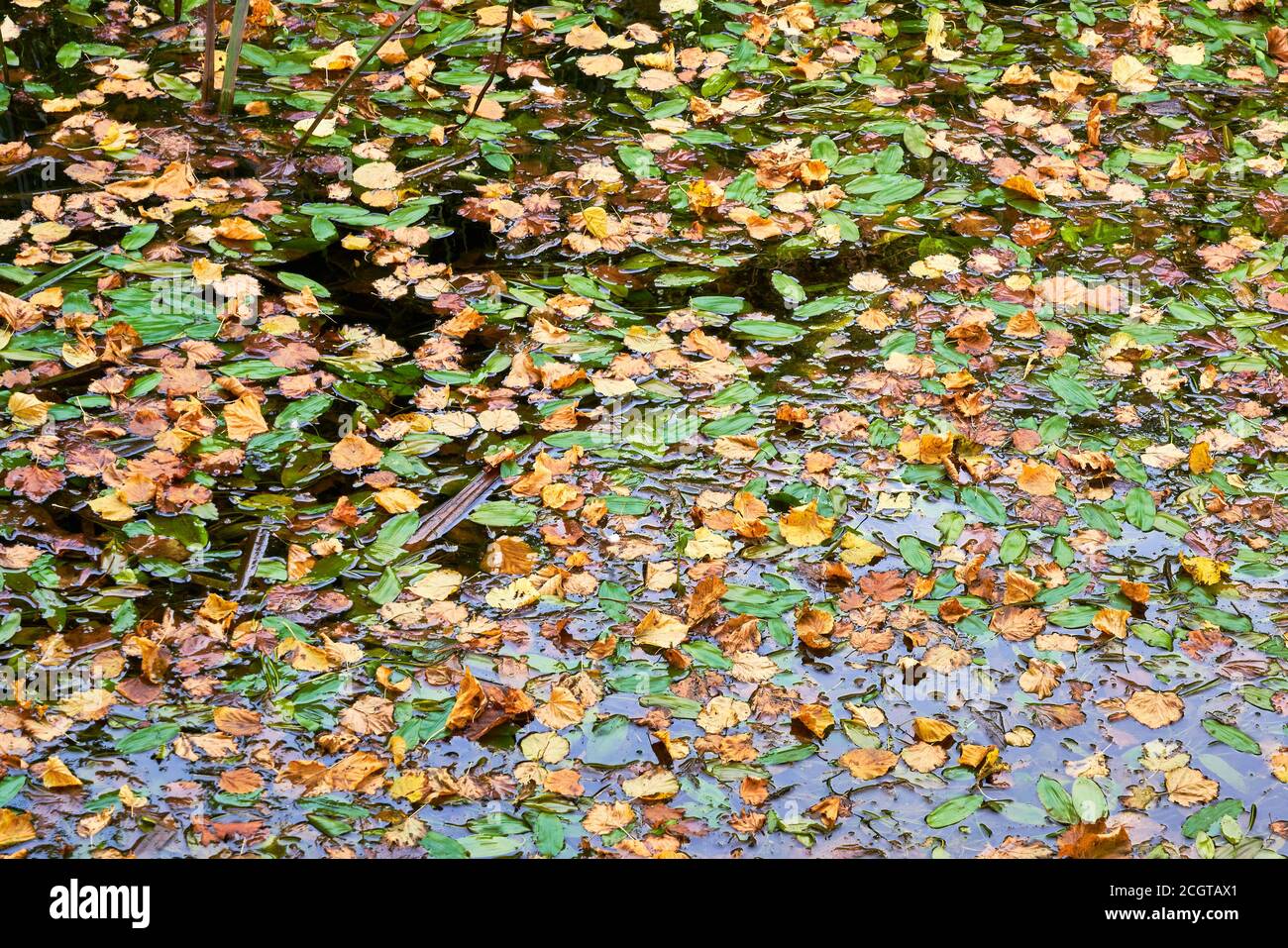 Coloridas hojas otoñales flotando sobre un cuerpo de agua otoño otoño estacional Foto de stock