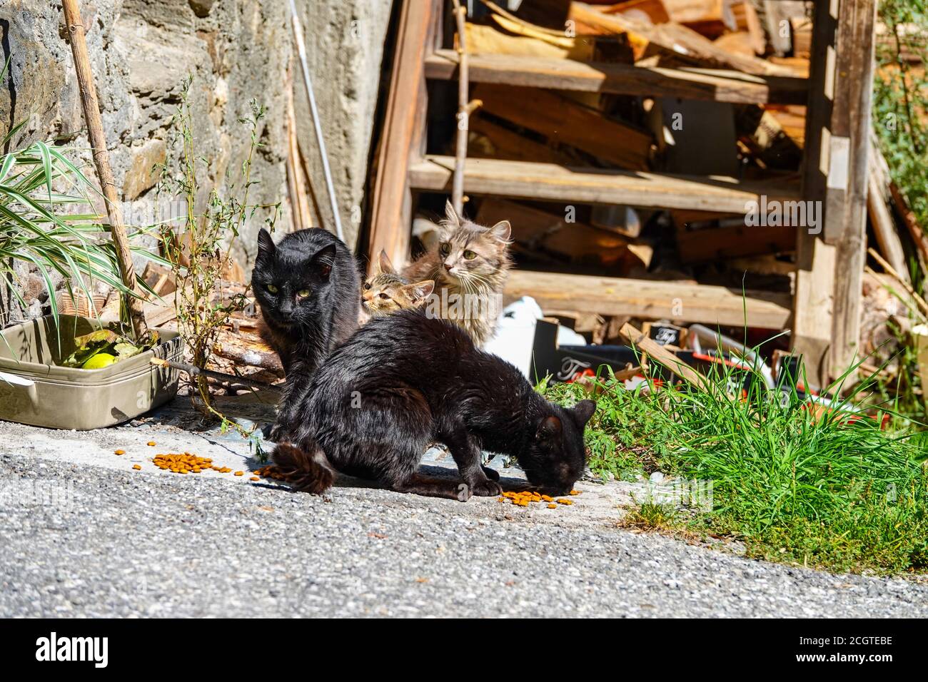 Gatos ferales negros y marrones nerviosos por escaleras de madera Puy-Saint-Vincent, estación de esquí, en verano, Parque Nacional Vanoise, Ecrins, Francia Foto de stock