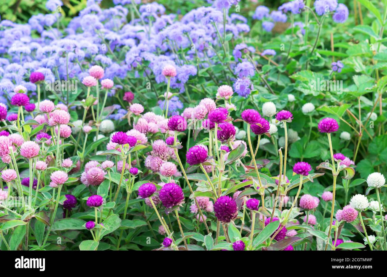 Flores de color púrpura y rosa Globe amaranto o Gomphrena globosa. Foto de stock