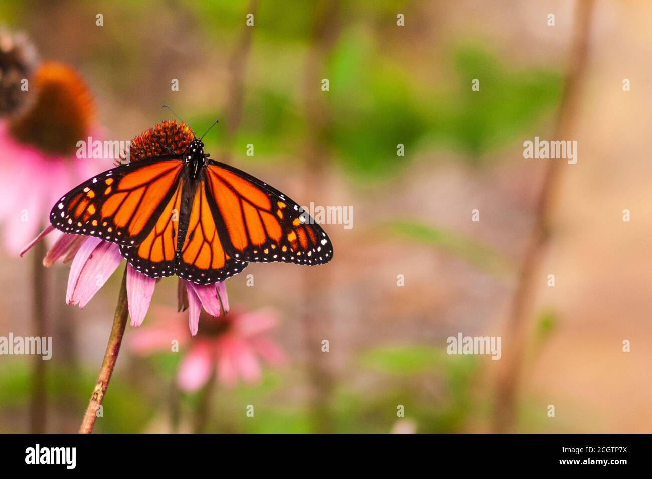 Mariposa Monarca, Danaus plexippus, en Mercer Arboretum y Jardines Botánicos en Spring, Texas. Foto de stock