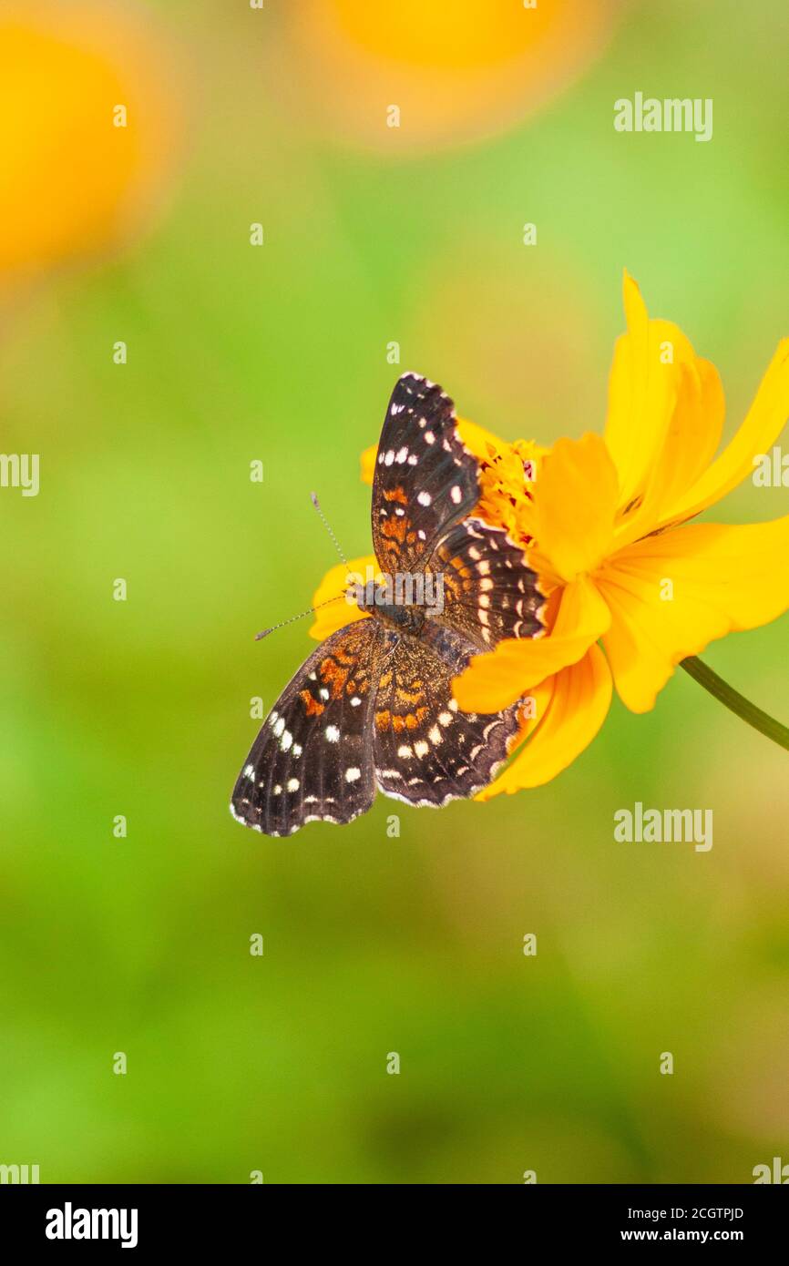 Texas Crescent Butterfly, Phyciodes texana, en Mercer Arboretum y Botanical Gardens en Spring, Texas. Foto de stock