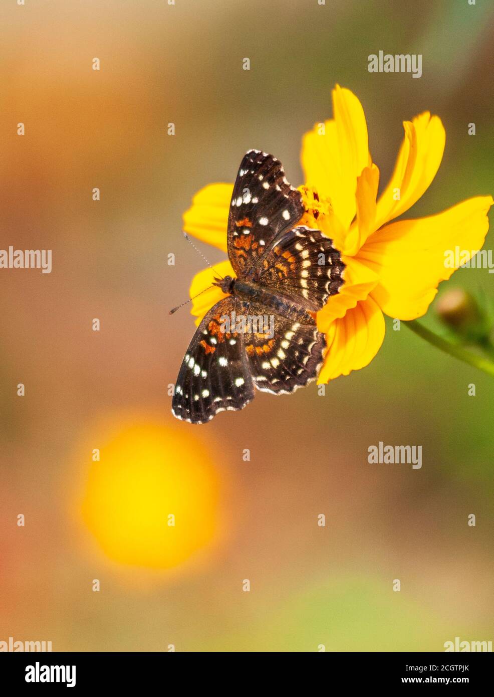 Texas Crescent Butterfly, Phyciodes texana, en Mercer Arboretum y Botanical Gardens en Spring, Texas. Foto de stock