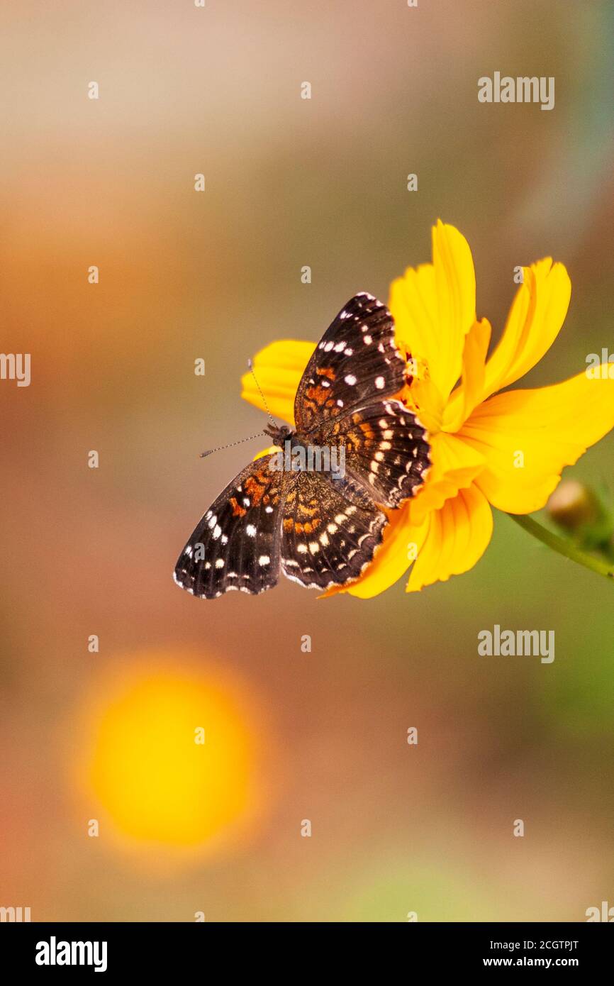 Texas Crescent Butterfly, Phyciodes texana, en Mercer Arboretum y Botanical Gardens en Spring, Texas. Foto de stock