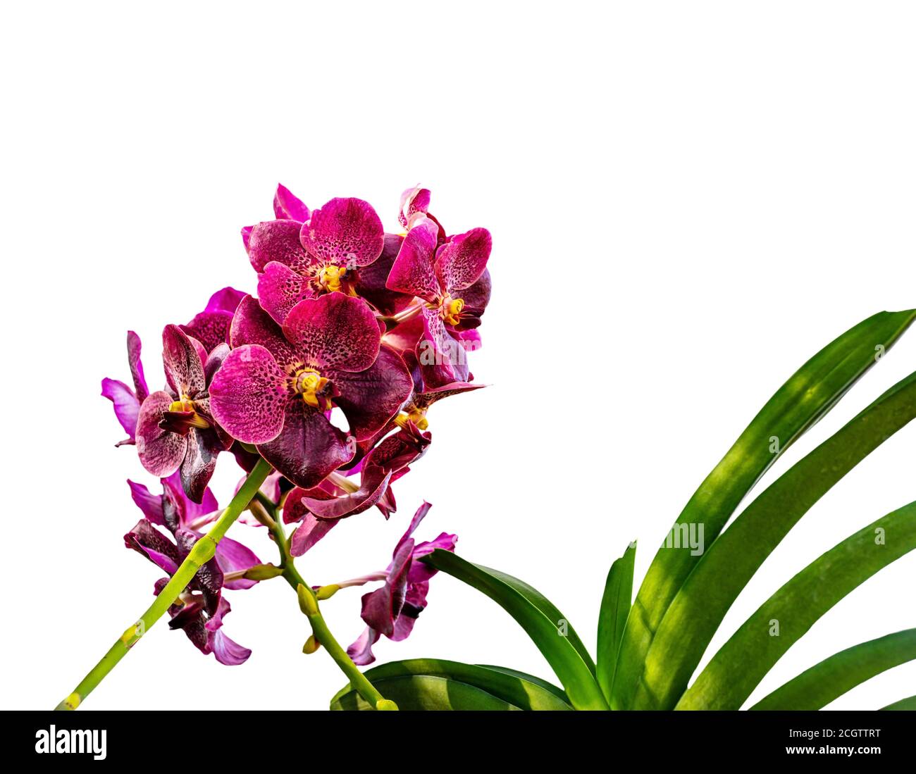 Orquídea, Vanda sanderiana, considerada como la Reina de las flores de  orquídeas Filipinas aisladas sobre fondo blanco, camino de Clipping, Macro  Fotografía de stock - Alamy