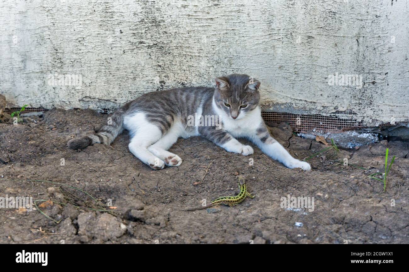 gato mongrel jugando con un lagarto en el suelo Foto de stock