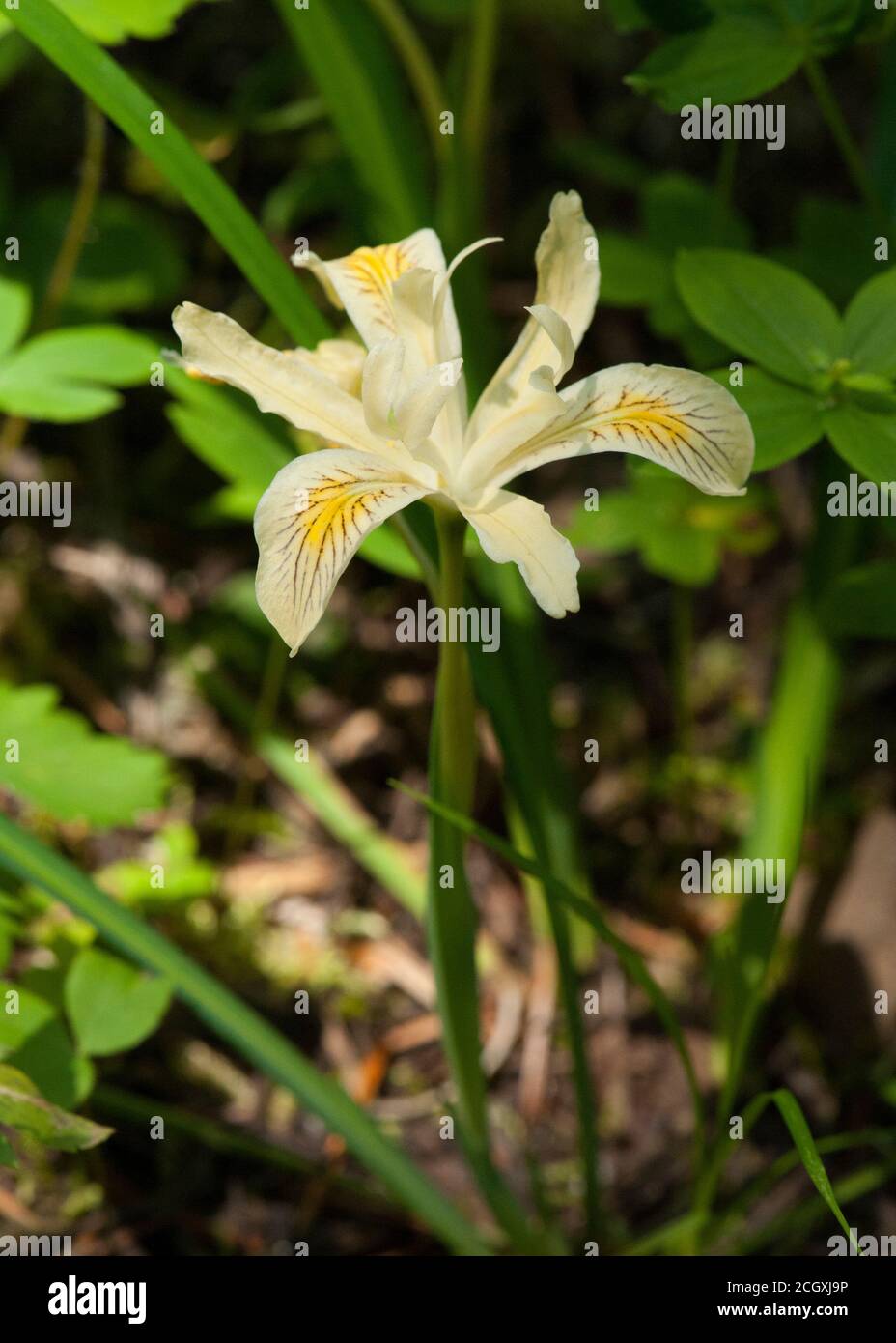 El iris de Yellowaf (Iris chrysophylla) es una planta poco común, pero no en peligro de extinción. Foto de stock