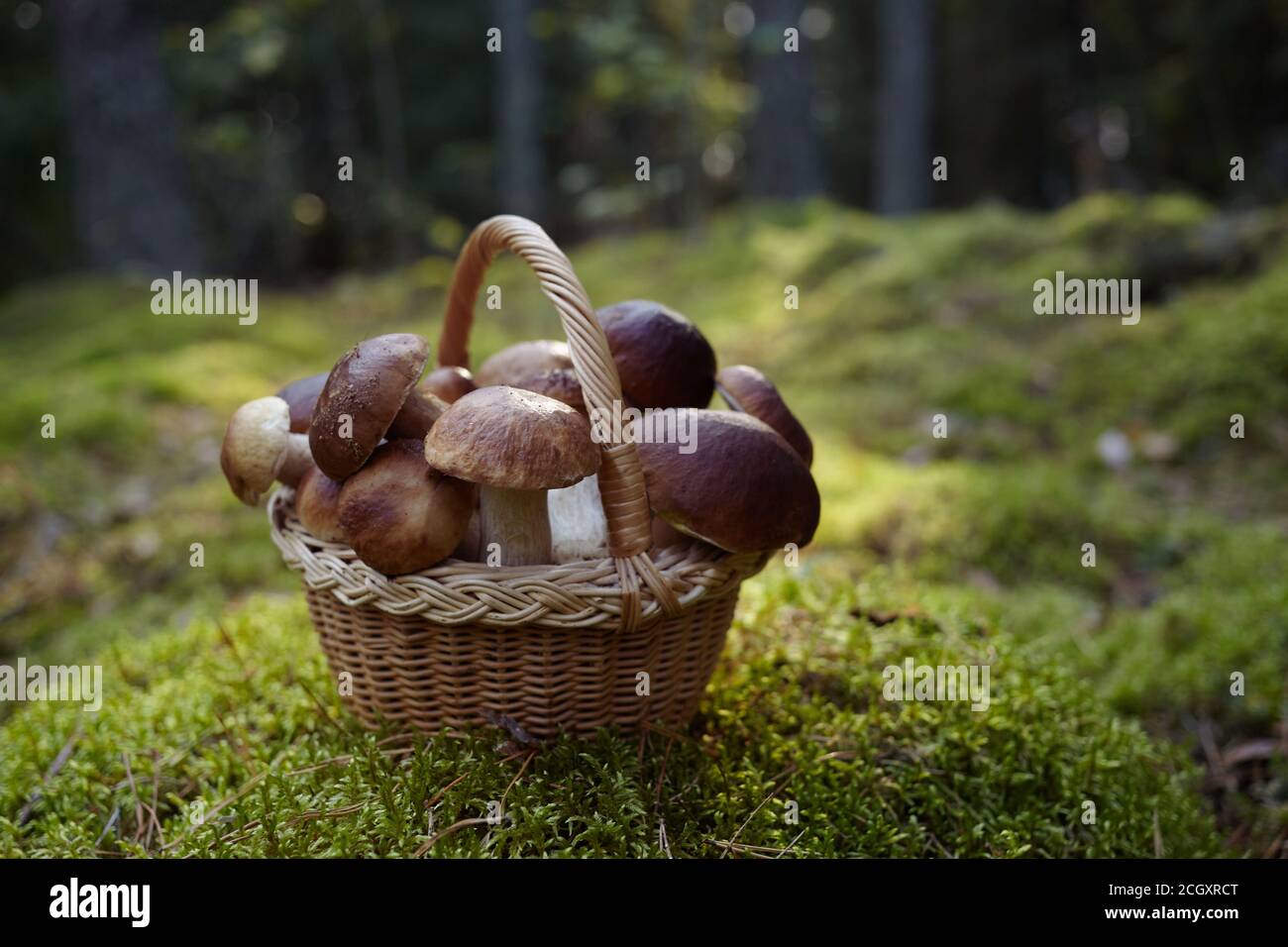 Mashrooms Boletus en cesta de mimbre en el bosque. Mashrooms de comida orgánica. Foto de stock