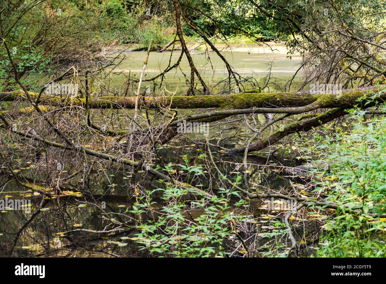 Árbol muerto en un bosque protegido verde biotopo en el medio de Europa Foto de stock