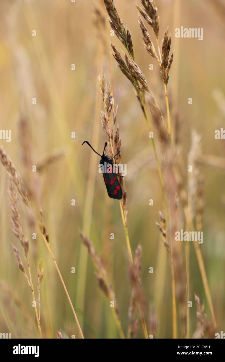 Polilla del reino unido fotografías e imágenes de alta resolución Alamy