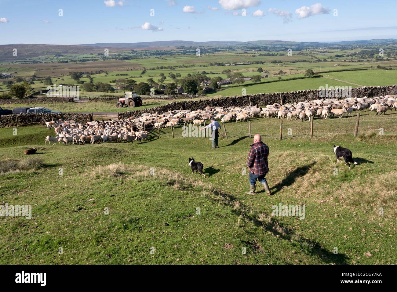 Una reunión de Sheep en Ingleborough, Yorkshire Dales National Park. Las ovejas se recogen en los corrales para la clasificación. Foto de stock
