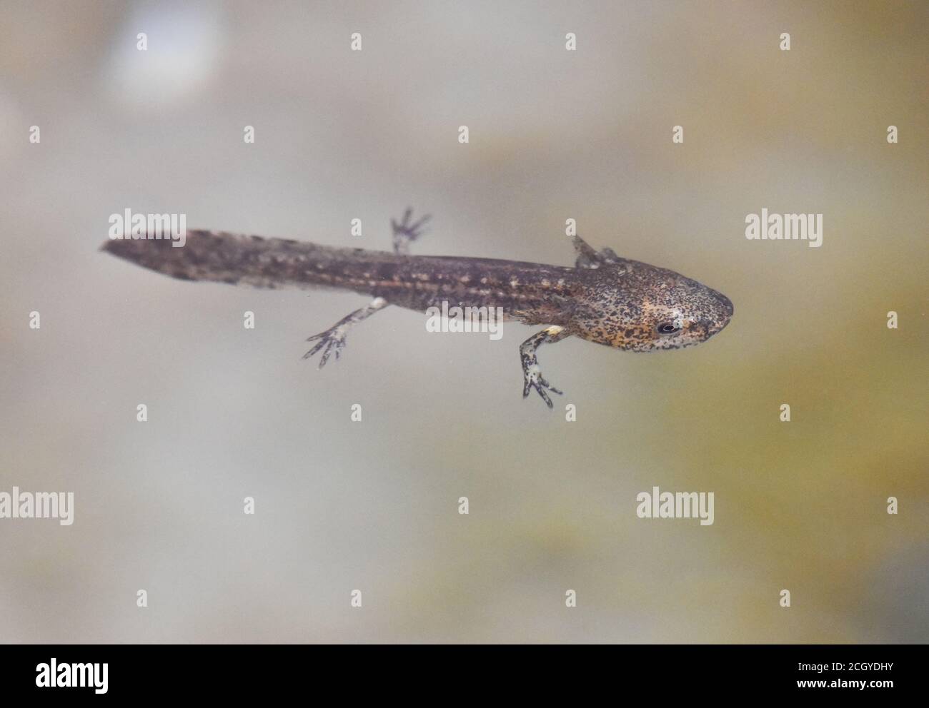 Larva de salamandro mostrando las branquias externas Foto de stock